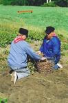 Werkpaard 2003 083