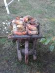 Werkpaard 2003 219