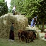 wies en paard