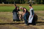 Werkpaard 2008 261