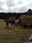 werkpaard 2012 (123)