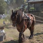 DvhW16Suus (2)