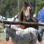 Harry_van_t_Veld-109