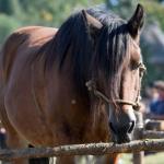 Harry_van_t_Veld-12
