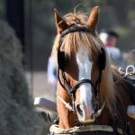 Harry_van_t_Veld-16