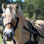 Harry_van_t_Veld-5