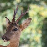 Harry_van_t_Veld-52