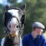 Harry_van_t_Veld-58