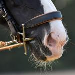 Harry_van_t_Veld-63