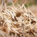 Harry_van_t_Veld-85