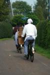 werkpaard 2008 030