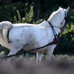 Harry_van_t_Veld-3