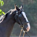 Harry_van_t_Veld-37