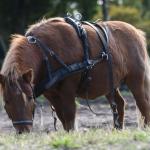 Harry_van_t_Veld-65